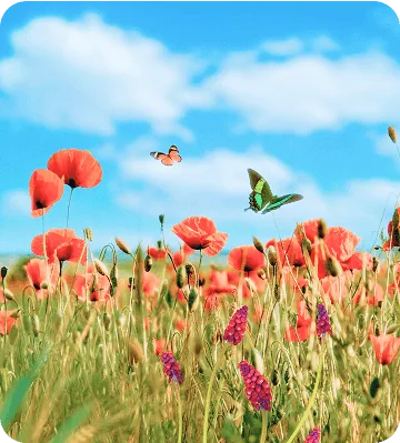 Flowers and butterflies in field